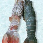 Lobster